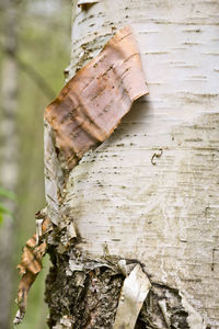 Close-up of wood on tree trunk