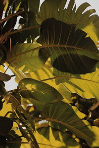 Close-up of fresh green leaves