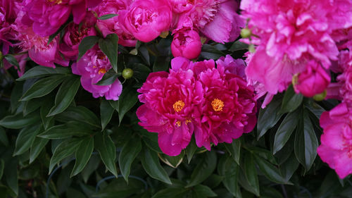 Close-up of pink flowering plants