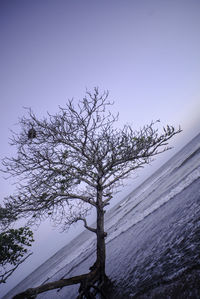 View of dead plant against sky