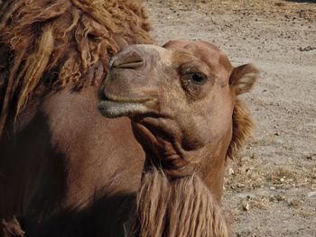 Close-up of a camel