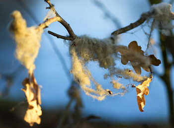 Close-up of frozen plant during winter