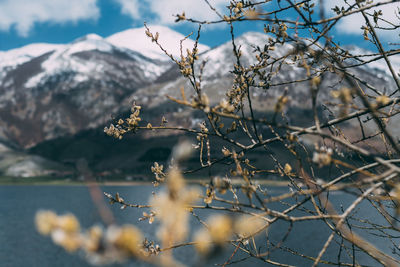 Close-up of cherry blossom on tree during winter