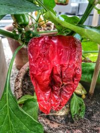 Close-up of fresh red plant