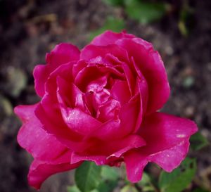 Close-up of pink rose blooming outdoors