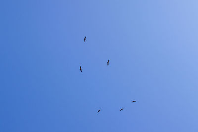 Low angle view of birds flying in the sky