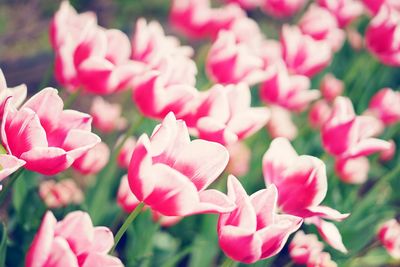 Close-up of pink flowers