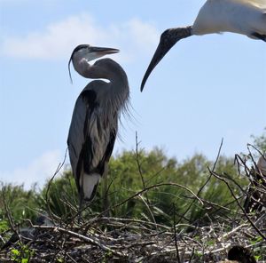 Low angle view of gray heron perching on tree against sky