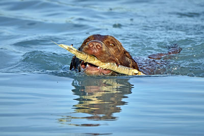 Fish swimming in sea