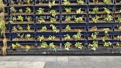 Potted plants at market stall