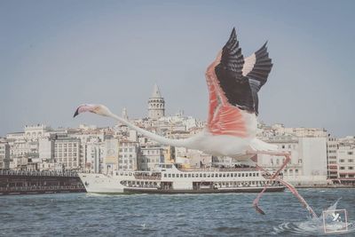 Seagulls flying over buildings in city