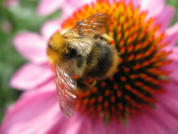 Close-up of bee pollinating on flower