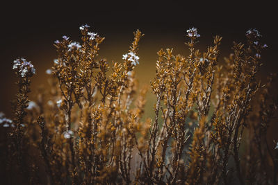 Close-up of stalks in field