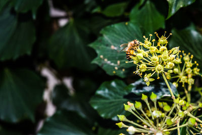 Close-up of bee on flower