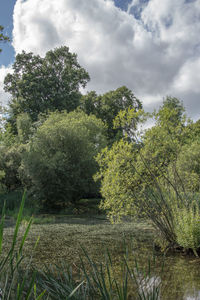 Trees and plants against sky