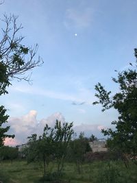 Trees on landscape against sky