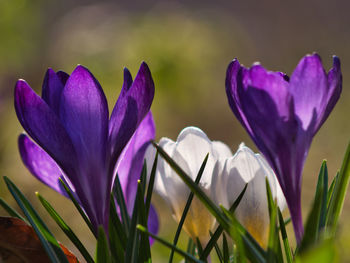 Close-up of purple crocus flowers