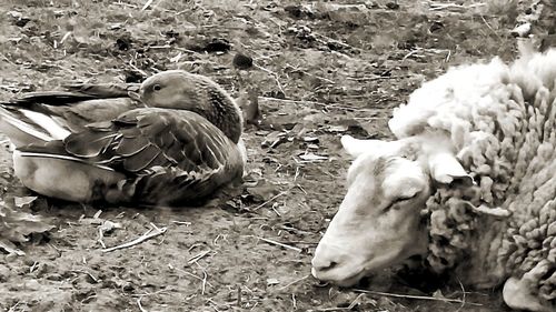 View of birds on field