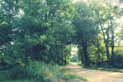 Trees in forest