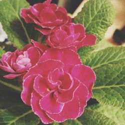 Close-up of pink rose