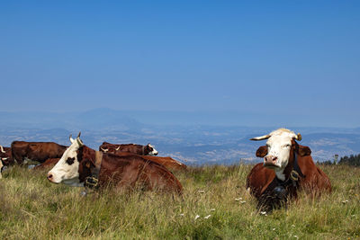 Cows on field against sky