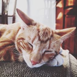 Close-up of cat lying down