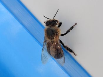 High angle view of bee on the wall