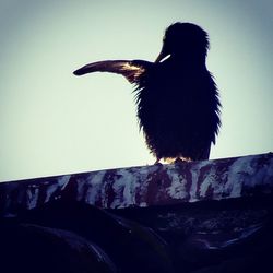 Low angle view of birds perching on wall