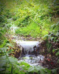 View of stream in forest