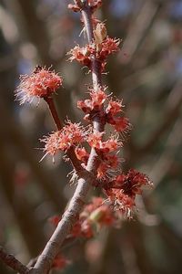 Close-up of red flowering plant