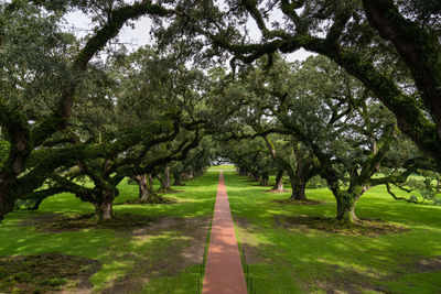 Trees in park