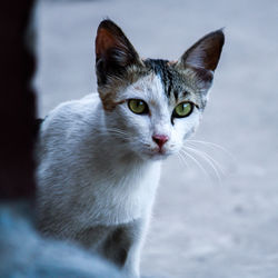 Close-up portrait of cat