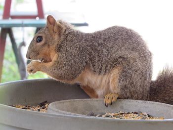 Side view of squirrel eating food