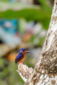 Close-up of bird perching on tree