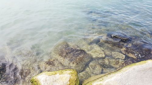 High angle view of snake on rock in sea