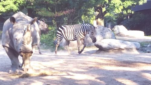 Zebras standing on field