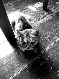 High angle view of cat relaxing on floor
