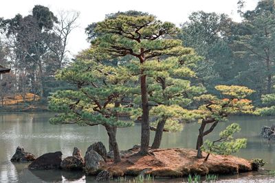 Scenic view of lake against trees