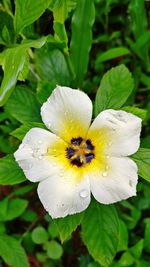 Close-up of wet flower blooming outdoors