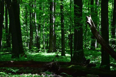 Trees in forest