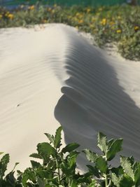 High angle view of plant on land