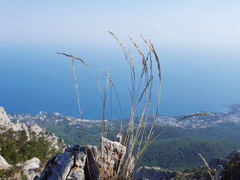 Close-up of plants against sky