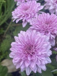 Close-up of pink dahlia flowers in park
