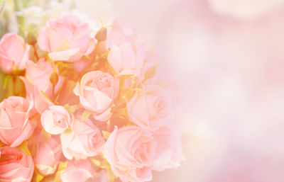 Close-up of pink cherry blossom