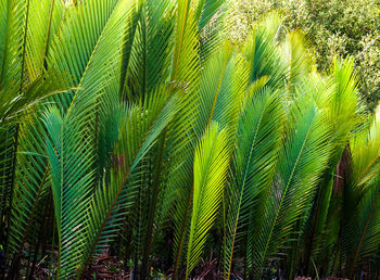 Full frame shot of green leaves
