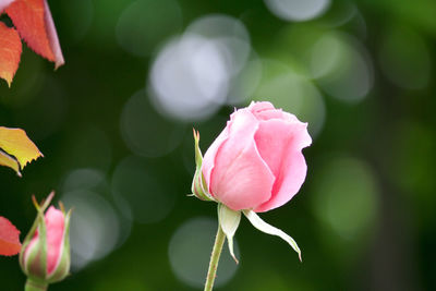 Close-up of pink rose