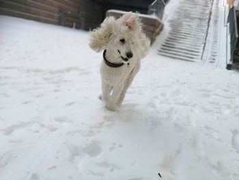 Close-up of dog on snow
