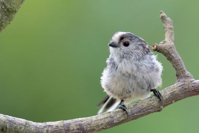 Close-up of bird perching on tree