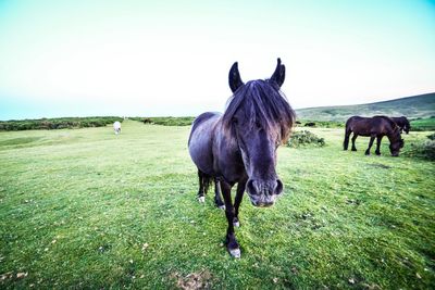 Horses grazing on field against clear sky