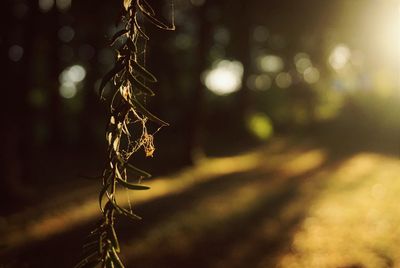 Close-up of hanging outdoors